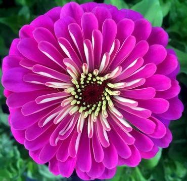 ZinniaUproarRose