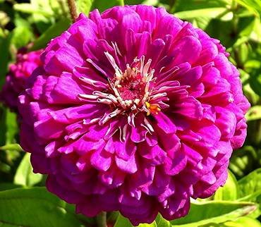 ZinniaViolett