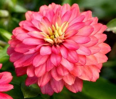 ZinniaZaharaDoubleSalmon
