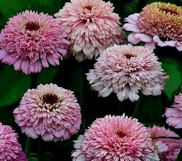 ZinniaZinderellaLilac
