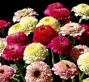 ZinniaZinderellaMix