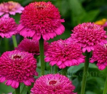 ZinniaZinderellaPurple