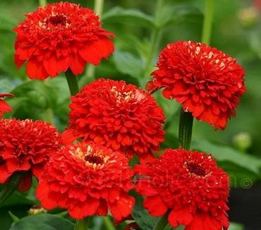 ZinniaZinderellaRed
