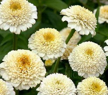 ZinniaZinderellaWhite