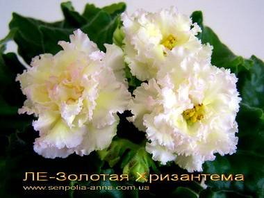 ЗолотаяХризантема4