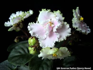 ЗолотаяРыбка7