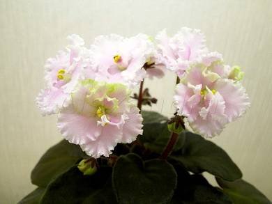 ЗолотаяРыбка8