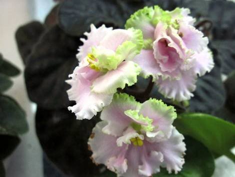 ЗолотаяРыбкаЦМ1