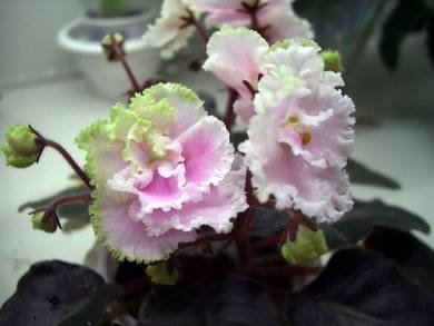 ЗолотаяРыбкаЦМ2