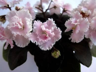 ЗолотаяРыбкаЦМ3