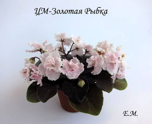 ЗолотаяРыбкаЦМ5