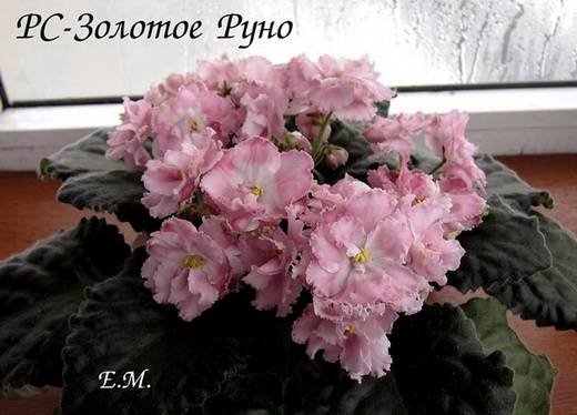 ЗолотоеРуно5