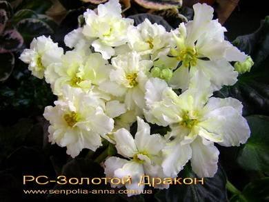 ЗолотойДракон2