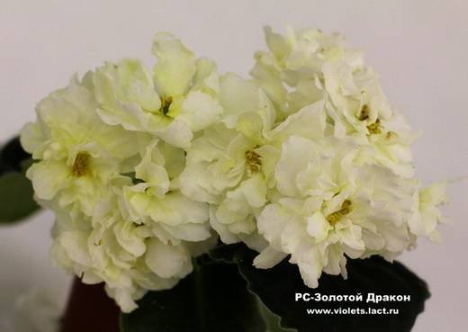 ЗолотойДракон6