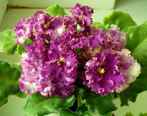 ЗолотыеРоссыпи1