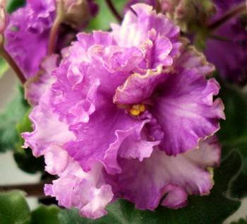 ЗолотыеРоссыпи2