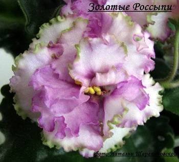 ЗолотыеРоссыпи3