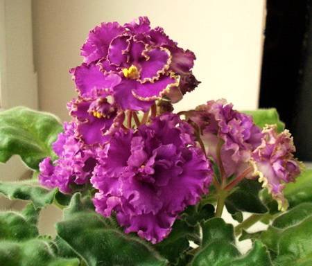 ЗолотыеРоссыпи4