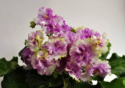 ЗолотыеРоссыпи5