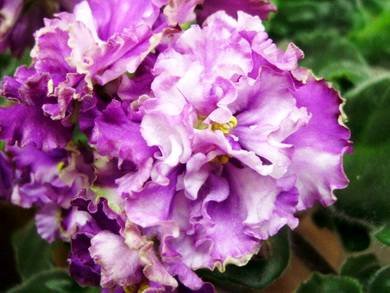 ЗолотыеРоссыпи7