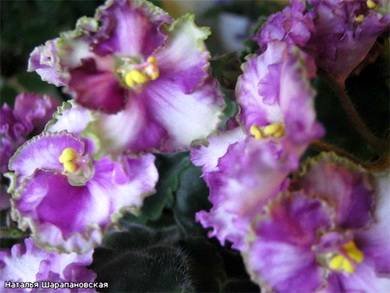 ЗолотыеРоссыпи8