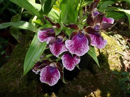 Zygopetalum1