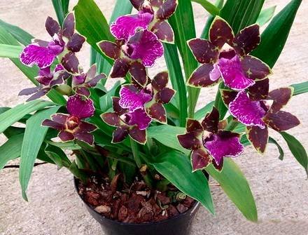 Zygopetalum11