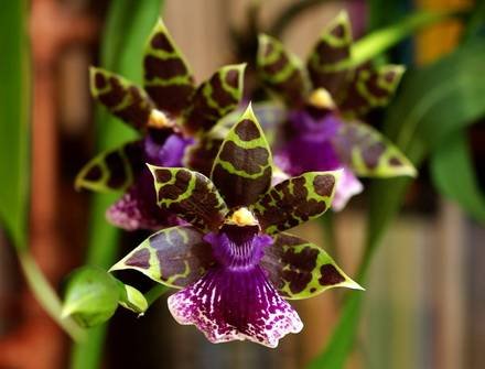 Zygopetalum12