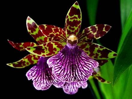 Zygopetalum2