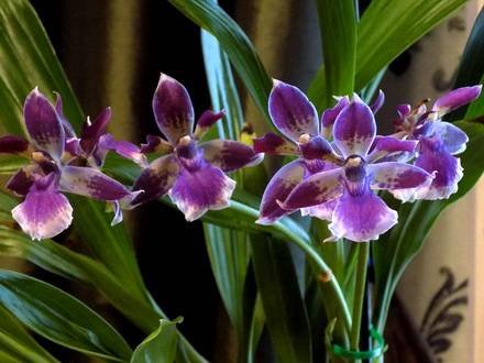 Zygopetalum3