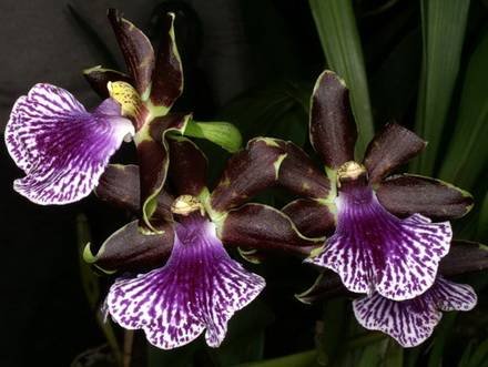 Zygopetalum4