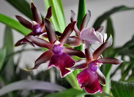 Zygopetalum5