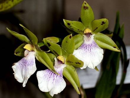 Zygopetalum6