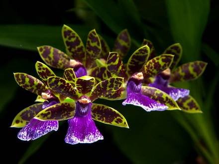Zygopetalum7