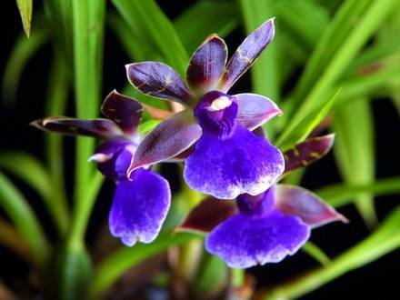 Zygopetalum8