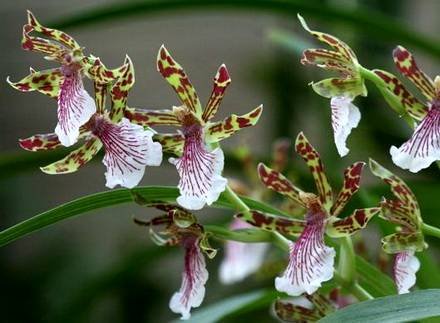 ZygopetalumCrinitum