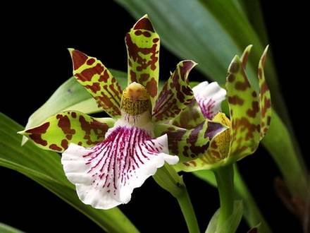 ZygopetalumMaculatum