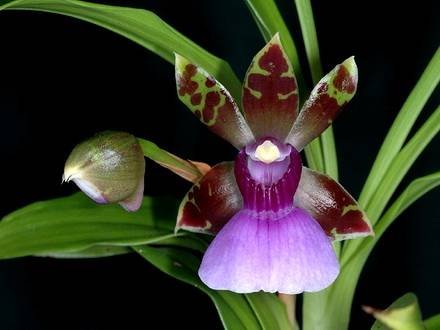 ZygopetalumMaxillare