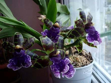 ZygopetalumMicrophytum