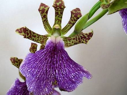 ZygopetalumPabstii