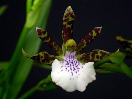 ZygopetalumPedicellatum