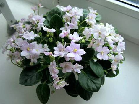 white_robi8